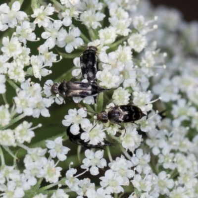Mordella sp. (genus) (Pintail or tumbling flower beetle) at Higgins, ACT - 9 Dec 2023 by AlisonMilton