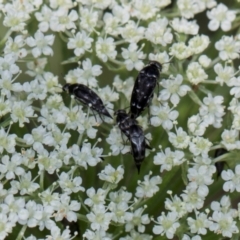 Mordella sp. (genus) at Higgins, ACT - 9 Dec 2023