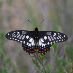 Papilio anactus (Dainty Swallowtail) at QPRC LGA - 9 Dec 2023 by g4vpmuk