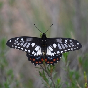 Papilio anactus at Mount Jerrabomberra - 9 Dec 2023