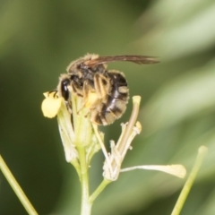 Lasioglossum (Chilalictus) sp. (genus & subgenus) (Halictid bee) at Higgins, ACT - 9 Dec 2023 by AlisonMilton
