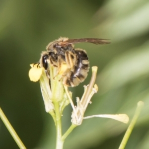 Lasioglossum (Chilalictus) sp. (genus & subgenus) at Higgins, ACT - 9 Dec 2023