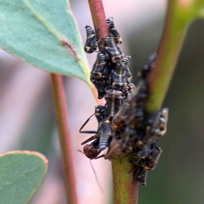 Eurymeloides sp. (genus) (Eucalyptus leafhopper) at Ainslie, ACT - 9 Dec 2023 by Hejor1