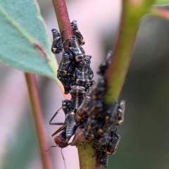 Eurymeloides sp. (genus) at Ainslie, ACT - 9 Dec 2023