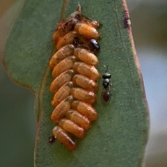 Chalcidoidea (superfamily) (A gall wasp or Chalcid wasp) at Ainslie, ACT - 9 Dec 2023 by Hejor1