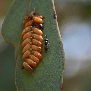 Chalcidoidea (superfamily) at Ainslie, ACT - 9 Dec 2023 01:40 PM