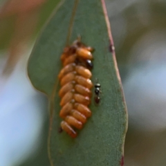 Chalcidoidea (superfamily) at Ainslie, ACT - 9 Dec 2023 01:40 PM