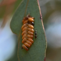 Chalcidoidea (superfamily) at Ainslie, ACT - 9 Dec 2023