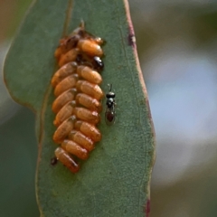 Paropsini sp. (tribe) at Ainslie, ACT - 9 Dec 2023 01:40 PM