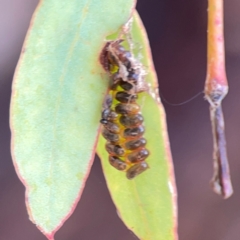 Paropsini sp. (tribe) at Ainslie, ACT - 9 Dec 2023 01:40 PM