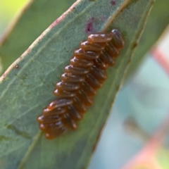 Paropsini sp. (tribe) at Ainslie, ACT - 9 Dec 2023 01:40 PM