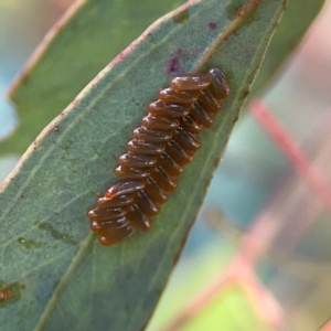 Paropsini sp. (tribe) at Ainslie, ACT - 9 Dec 2023 01:40 PM