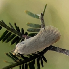 Unidentified Curved-horn moth (all Gelechioidea except Oecophoridae) at Russell, ACT - 8 Dec 2023 by Hejor1