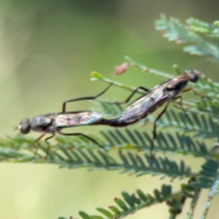 Taenogerella elizabethae at Russell, ACT - 8 Dec 2023