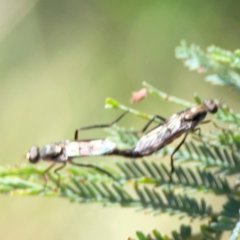 Taenogerella elizabethae at Russell, ACT - 8 Dec 2023