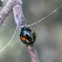 Orcus bilunulatus (Ladybird beetle) at Russell, ACT - 8 Dec 2023 by Hejor1