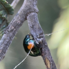 Orcus bilunulatus at Russell, ACT - 8 Dec 2023