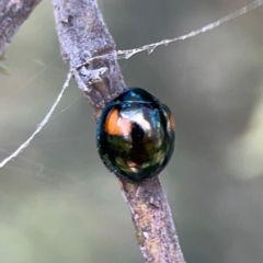 Orcus bilunulatus at Russell, ACT - 8 Dec 2023