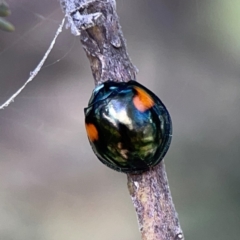 Orcus bilunulatus at Russell, ACT - 8 Dec 2023