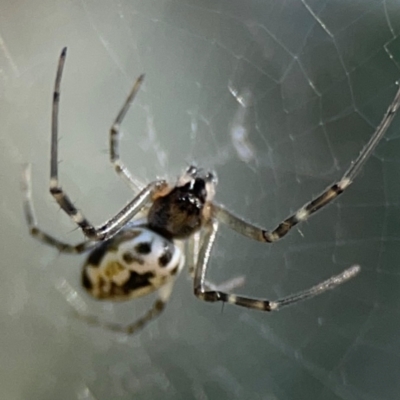 Unidentified Orb-weaving spider (several families) at Russell, ACT - 8 Dec 2023 by Hejor1