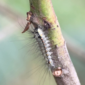 Anestia (genus) at Mount Ainslie - 9 Dec 2023