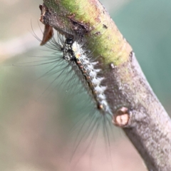 Anestia (genus) at Mount Ainslie - 9 Dec 2023