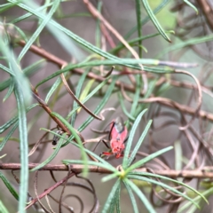 Gminatus australis (Orange assassin bug) at Mount Ainslie - 9 Dec 2023 by Hejor1