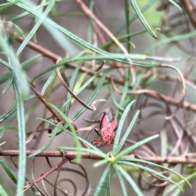 Gminatus australis (Orange assassin bug) at Mount Ainslie - 9 Dec 2023 by Hejor1