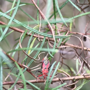 Gminatus australis at Mount Ainslie - 9 Dec 2023