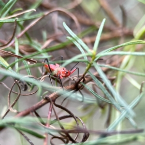 Gminatus australis at Mount Ainslie - 9 Dec 2023 11:47 AM