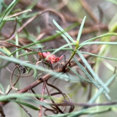 Gminatus australis at Mount Ainslie - 9 Dec 2023