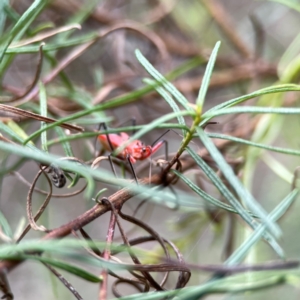 Gminatus australis at Mount Ainslie - 9 Dec 2023 11:47 AM