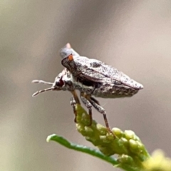 Deroploa parva (A turtle bug) at Ainslie, ACT - 9 Dec 2023 by Hejor1