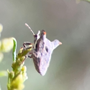 Deroploa parva at Mount Ainslie - 9 Dec 2023