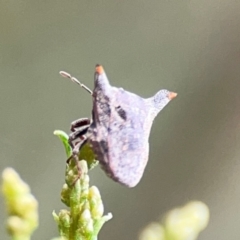 Deroploa parva at Mount Ainslie - 9 Dec 2023