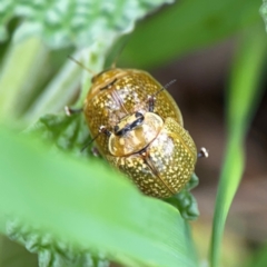 Paropsisterna cloelia (Eucalyptus variegated beetle) at Ainslie, ACT - 9 Dec 2023 by Hejor1