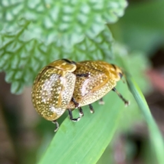 Paropsisterna cloelia at Mount Ainslie - 9 Dec 2023