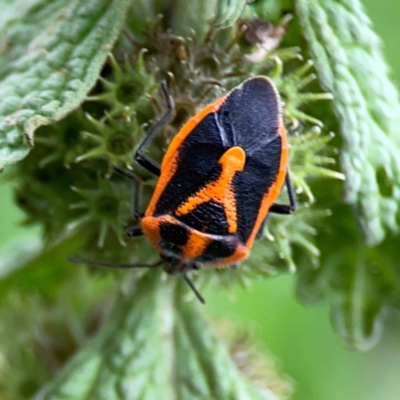 Agonoscelis rutila (Horehound bug) at Mount Ainslie - 9 Dec 2023 by Hejor1