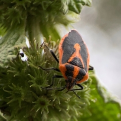 Agonoscelis rutila at Mount Ainslie - 9 Dec 2023