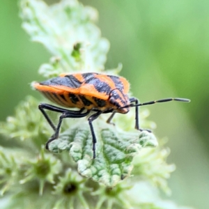 Agonoscelis rutila at Mount Ainslie - 9 Dec 2023