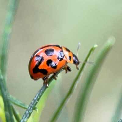 Peltoschema oceanica (Oceanica leaf beetle) at Ainslie, ACT - 9 Dec 2023 by Hejor1