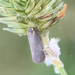 Anzora unicolor (Grey Planthopper) at Mount Ainslie - 9 Dec 2023 by Hejor1