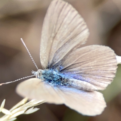 Zizina otis (Common Grass-Blue) at Ainslie, ACT - 9 Dec 2023 by Hejor1