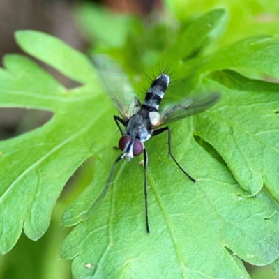 Trigonospila sp. (genus) (A Bristle Fly) at Mount Ainslie - 9 Dec 2023 by Hejor1