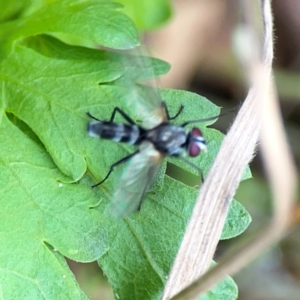 Trigonospila sp. (genus) at Mount Ainslie - 9 Dec 2023