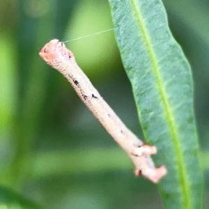 Ectropis (genus) at Mount Ainslie - 9 Dec 2023