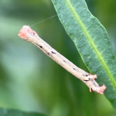 Ectropis (genus) at Mount Ainslie - 9 Dec 2023