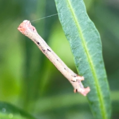 Ectropis (genus) at Mount Ainslie - 9 Dec 2023