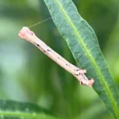 Ectropis (genus) at Mount Ainslie - 9 Dec 2023