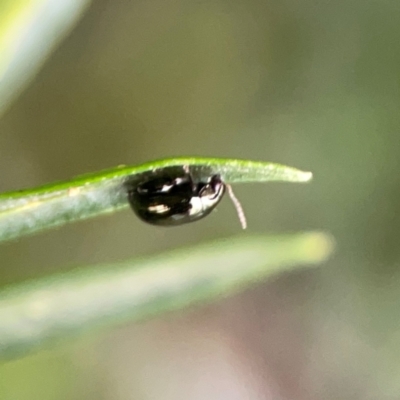 Arsipoda sp. (genus) at Mount Ainslie - 9 Dec 2023 by Hejor1